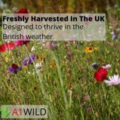 A1WILD UK Native 100% Wildflower Seed Mix -Garden & Outdoors Shop 2 10