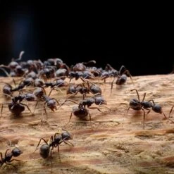 New Arrival -Garden & Outdoors Shop ants 2