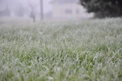 Garden & Outdoors Shop -Garden & Outdoors Shop frosty grass scaled