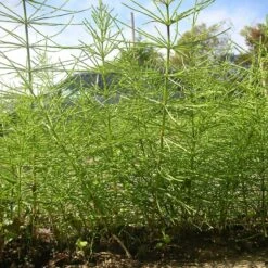 Kurtail Evo - Mares Tail Herbicide -Garden & Outdoors Shop horsetail kurtail 1