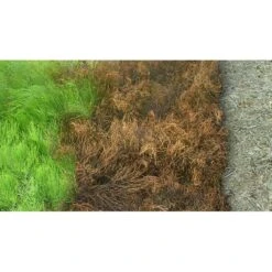 Kurtail Evo - Mares Tail Herbicide -Garden & Outdoors Shop kurtail before after 1