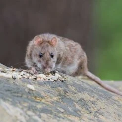 Lantra Awards Level 2 Rodent Management Course Training & Assessment