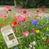 Amvista St James's Pure Wildflower Mix 100%
