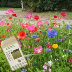 Amvista St James's Pure Wildflower Mix 100%