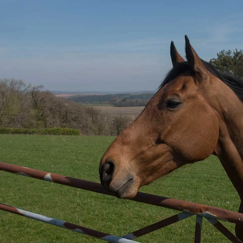 A1 Equine - Paddock Over-Seeder Grass Seed 5kg 2 A1 Equine - Paddock Over-Seeder Grass Seed 5kg - Image 2