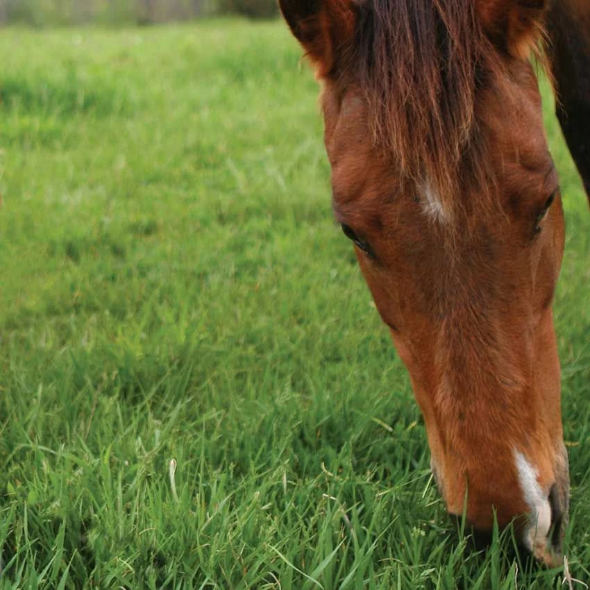 A1 Equine - Paddock Dry & Sandy Soil Grass Seed 14KG 2 A1 Equine - Paddock Dry & Sandy Soil Grass Seed 14KG - Image 2