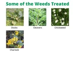 Squire Ultra - Clover Safe Herbicide -Garden & Outdoors Shop squire extra