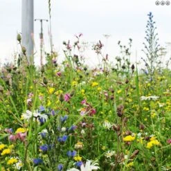 A1LAWN Wildflower Partner Grass Seed 5KG -Garden & Outdoors Shop wildflowers and grass